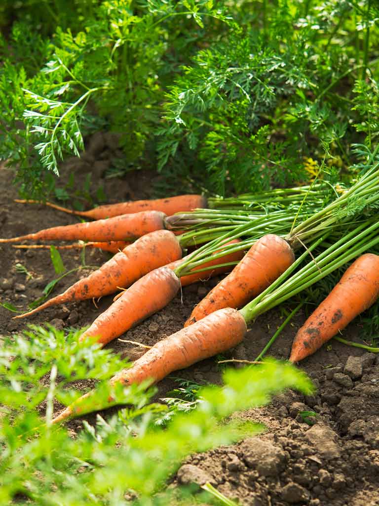 Carrots