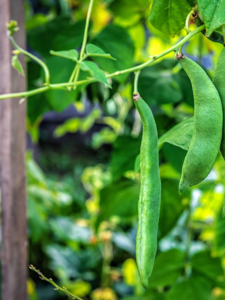 Green Beans