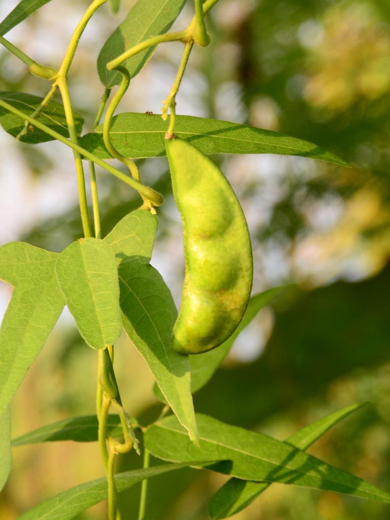 Lima Beans