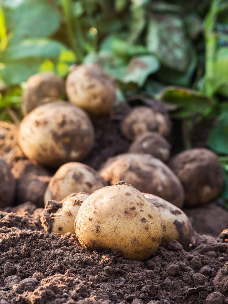 Potatoes