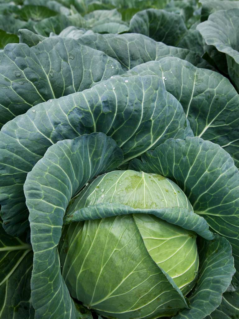 Sauerkraut