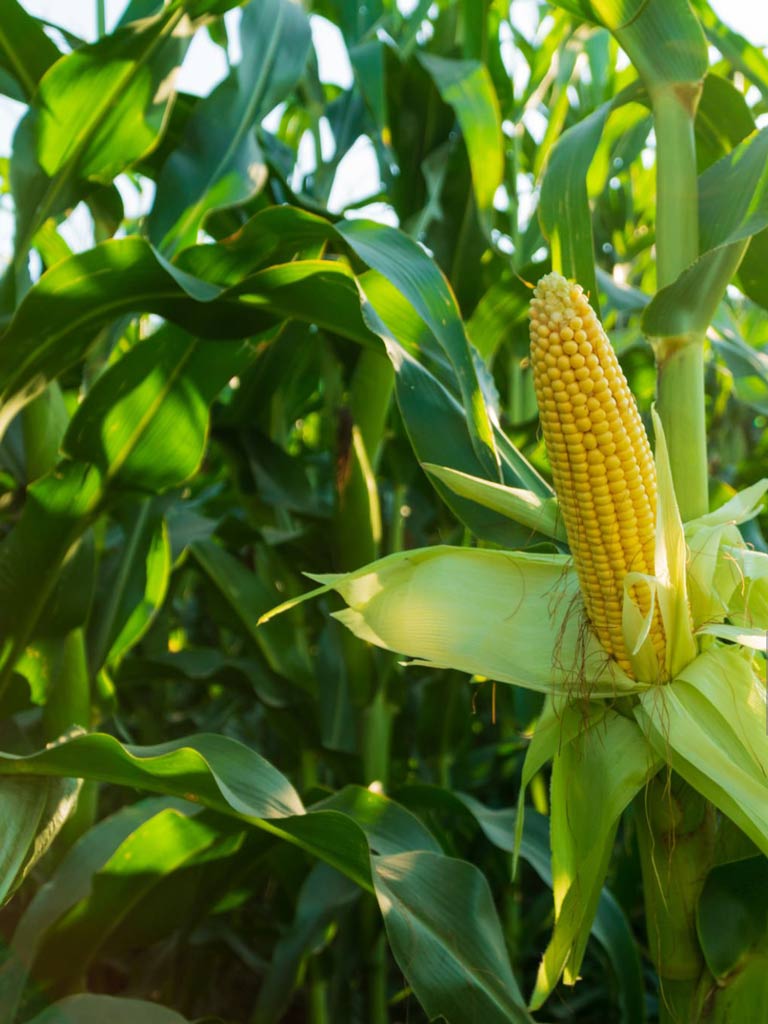 Sweet Corn