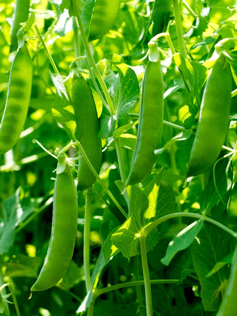 Sweet Peas