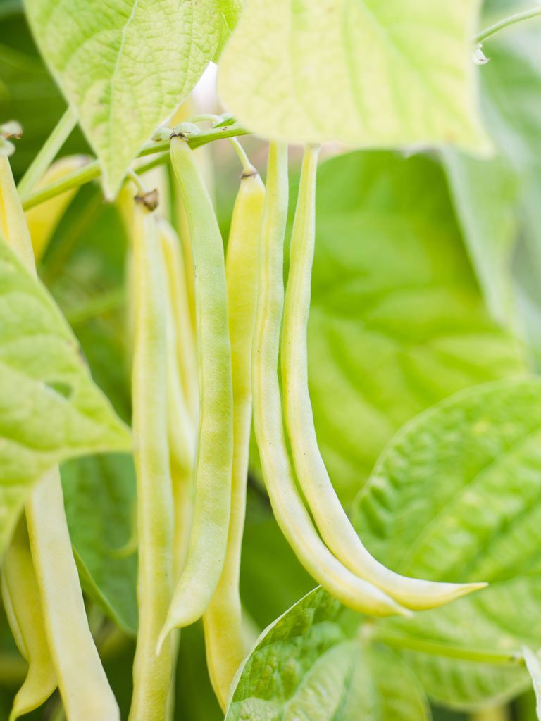 Wax Beans